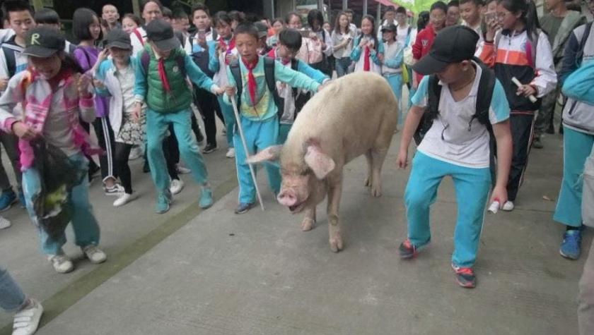 [VIDEO] Un cerdo, la mascota del sismo de 2008 en China