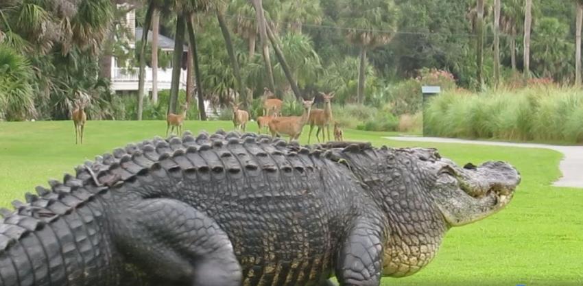 [VIDEO] Un caimán gigantesco se pasea por un campo de golf en Estados Unidos