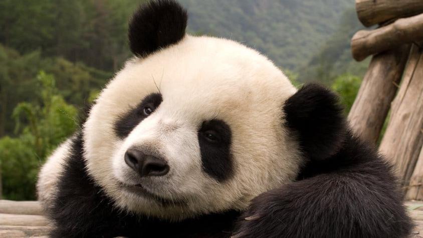 El misterio de por qué los ojos de algunos osos panda se están volviendo blancos