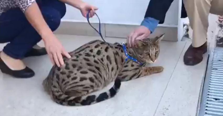 [VIDEO] El esperado encuentro entre el alcalde Lavín y "Siete", el gato gigante de Las Condes