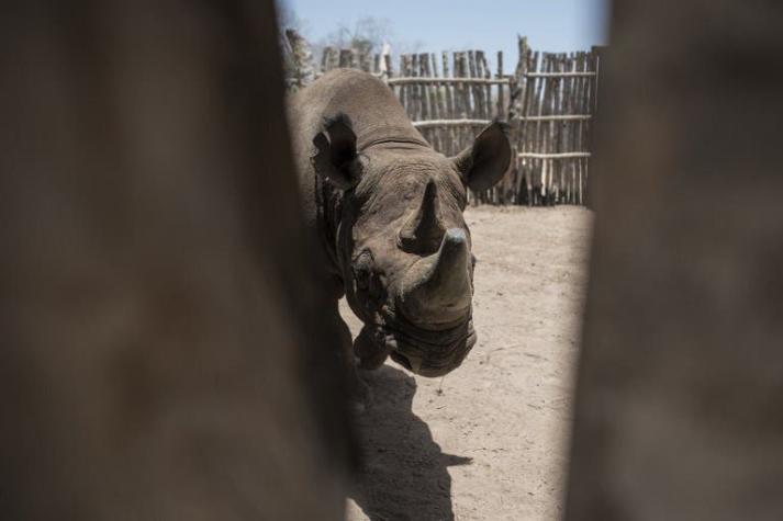 Cómo el embarazo de una rinoceronte en un zoológico de EEUU puede salvar una subespecie