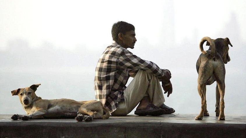 El misterio de las jaurías de "perros asesinos" a las que culpan de la muerte de 12 niños en India