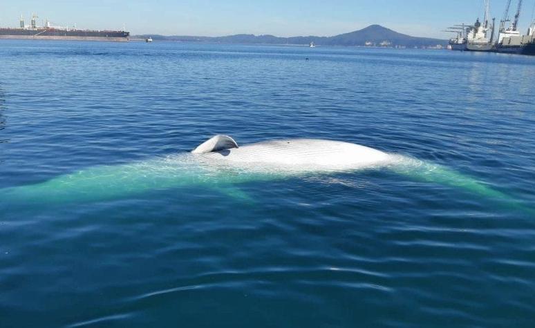 Talcahuano: Encuentran muerta a ballena jorobada en bahía de San Vicente