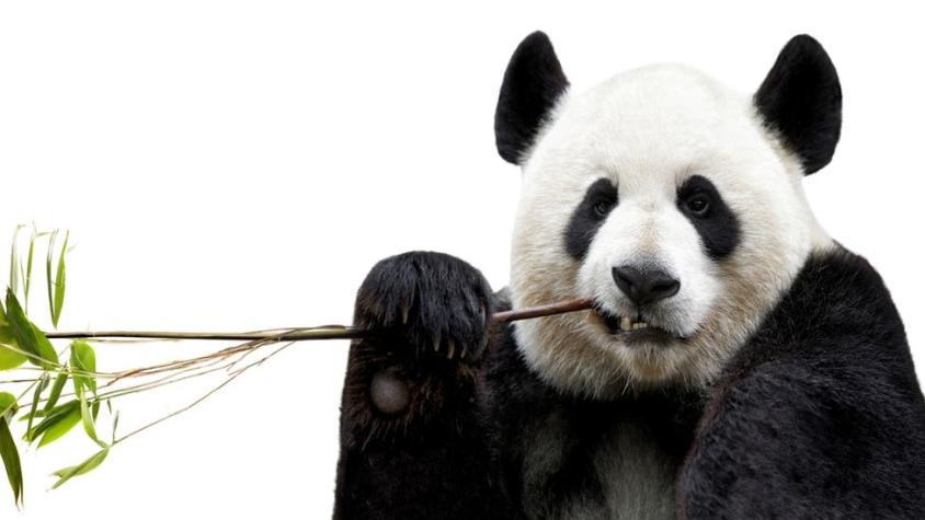 ¿Por qué México tiene los dos únicos pandas en el mundo que no pertenecen a China?