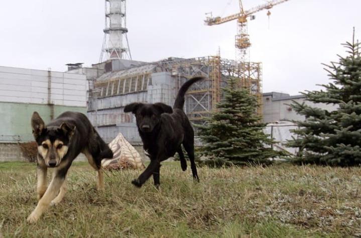 [VIDEO] El destino de los perros radioactivos de Chernobyl