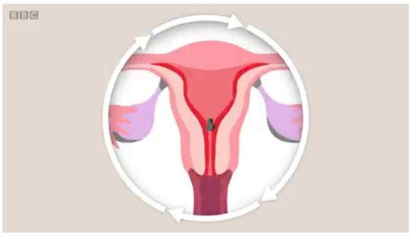 [VIDEO] La animación que te explica cómo es el ciclo menstrual femenino