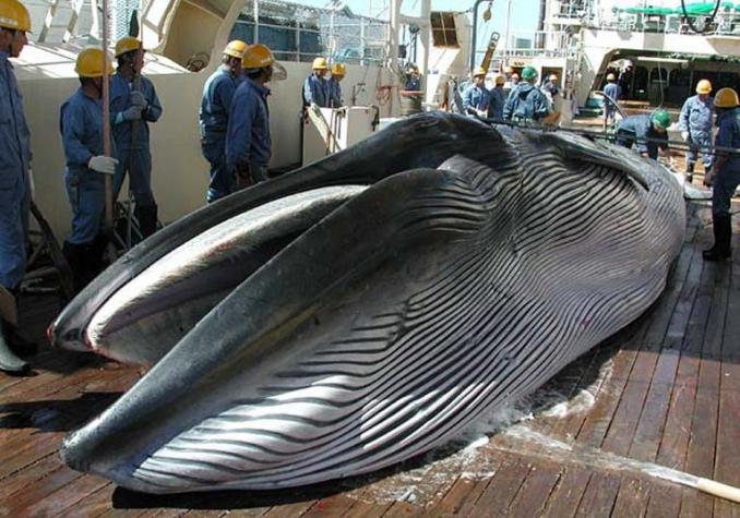 Pescadores japoneses matan 333 ballenas en el océano Antártico: 122 estaban preñadas