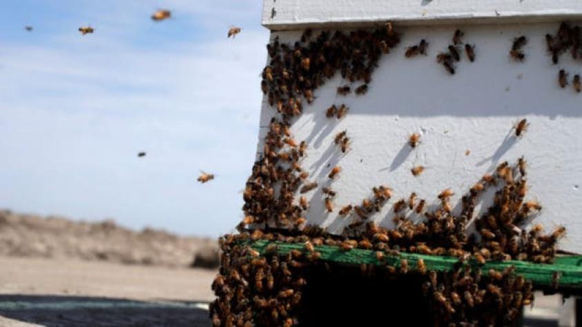 Justicia europea confirma la restricción de pesticidas nocivos para las abejas