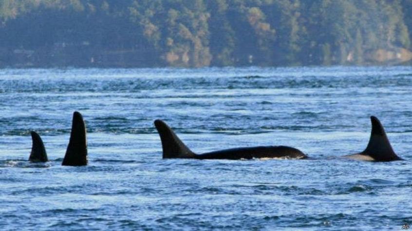 [VIDEO] Graban a grupo de orcas cazando lobos marinos en las costas de la región del Biobío