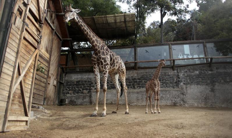 [VIDEO] La completa reforma al Zoológico Metropolitano que cuadruplicaría su superficie