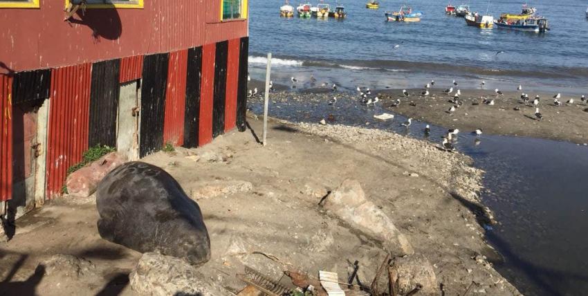 [VIDEO] Salió a descansar: Encuentran elefante marino en caleta de San Antonio