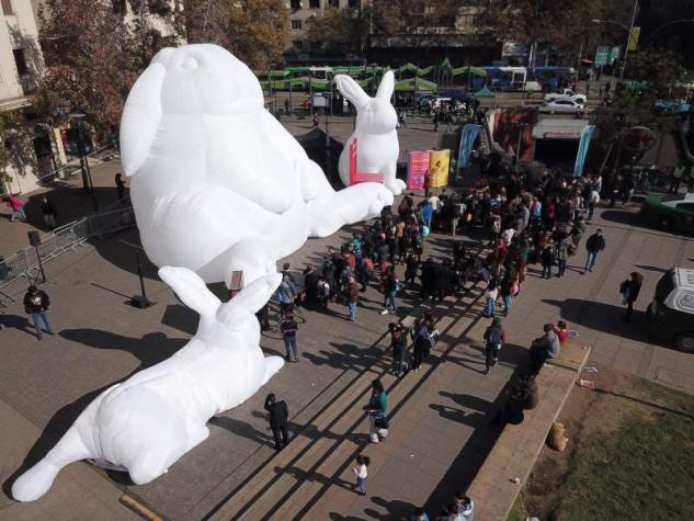 [FOTOS] Los conejos gigantes que sorprendieron a los transeúntes de Plaza Italia