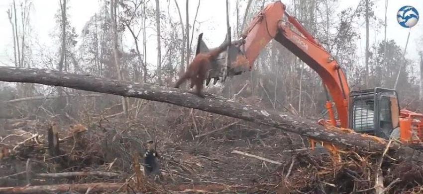 [VIDEO] Un orangután se enfrenta a la máquina que destruye su hábitat en Indonesia