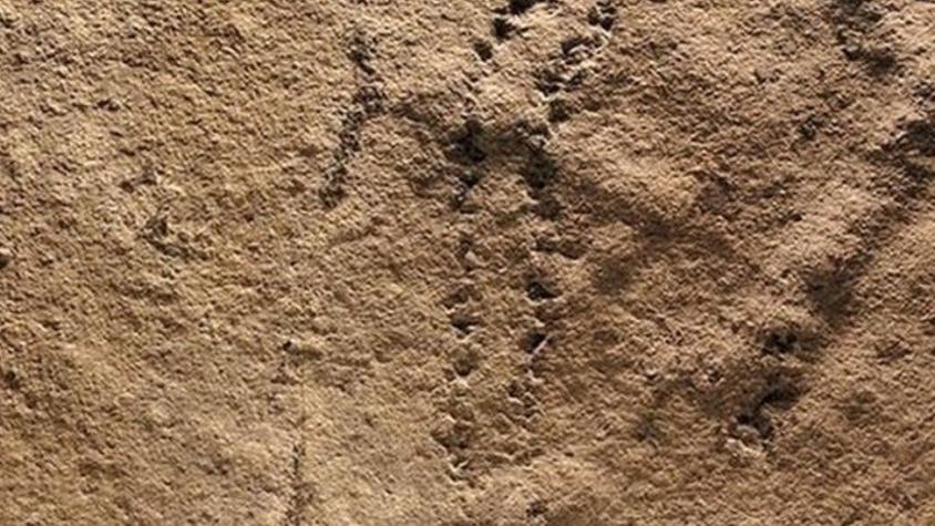 Los secretos que revela la huella animal más antigua del mundo