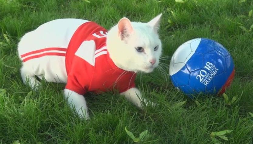 [VIDEO] Aquiles, el gato sordo que intentará emular al pulpo Paul en el Mundial de Rusia
