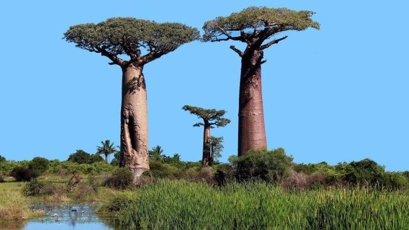 El misterio de por qué se están muriendo los baobabs africanos