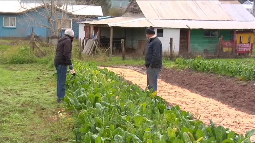[VIDEO] Heladas subirán el precio de las hortalizas
