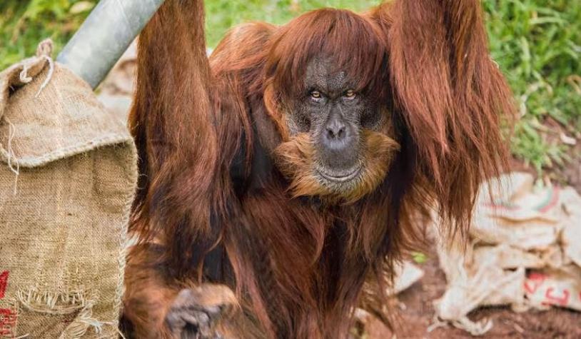 [VIDEO] Fallece la orangután más anciana del mundo a sus 62 años