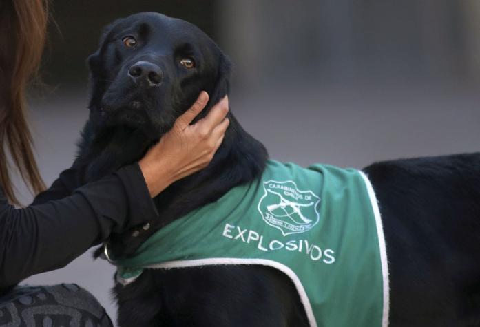 [VIDEO] Conoce a "Curi", el perro que resguarda la seguridad en La Moneda
