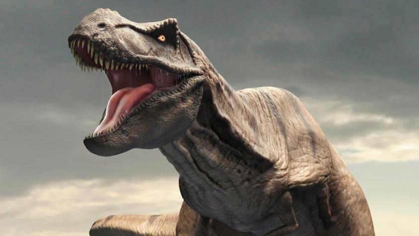 Un mito errado: el temible Tyrannosaurus rex no podía sacar la lengua