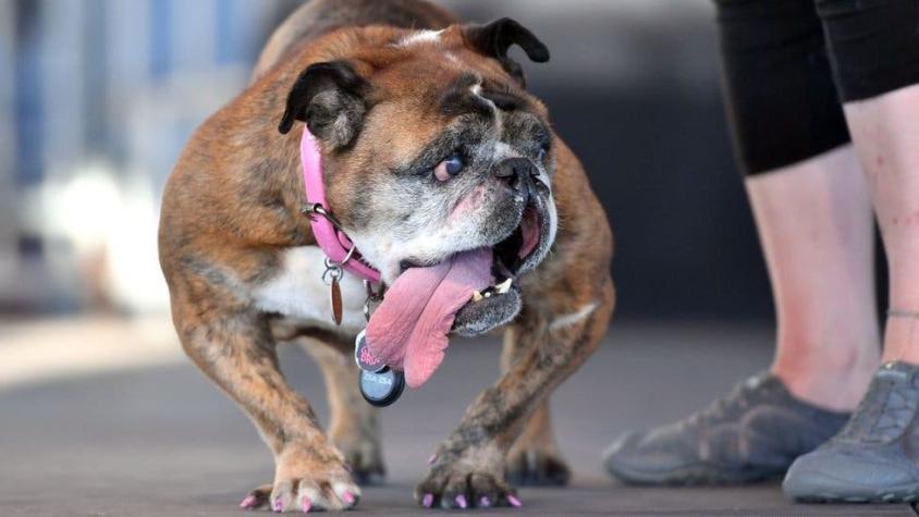 Zsa Zsa, la bulldog elegida como la más fea del mundo