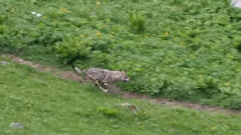 [VIDEO] El mundo al revés: curiosos registro de un  lobo escapando de un ciervo furioso