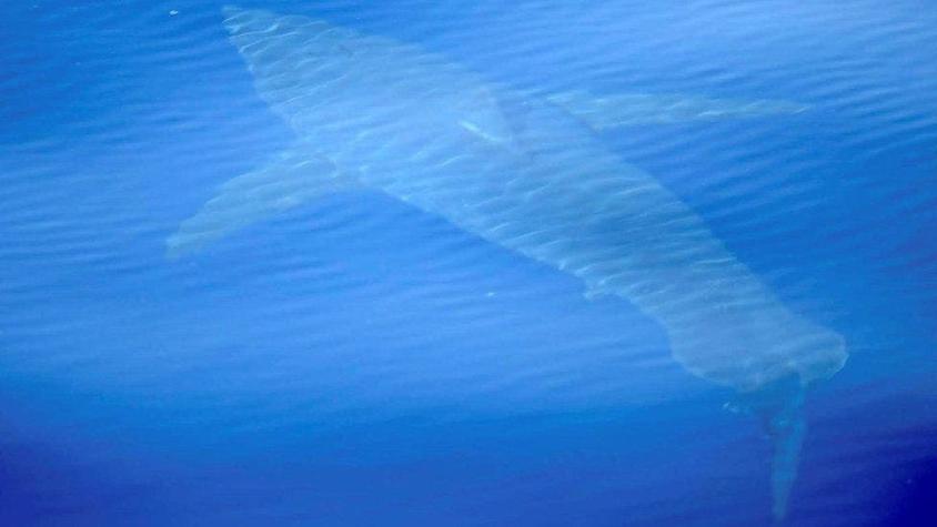 El sorprendente avistamiento de un magnífico tiburón blanco que no se veía desde hace más de 40 años