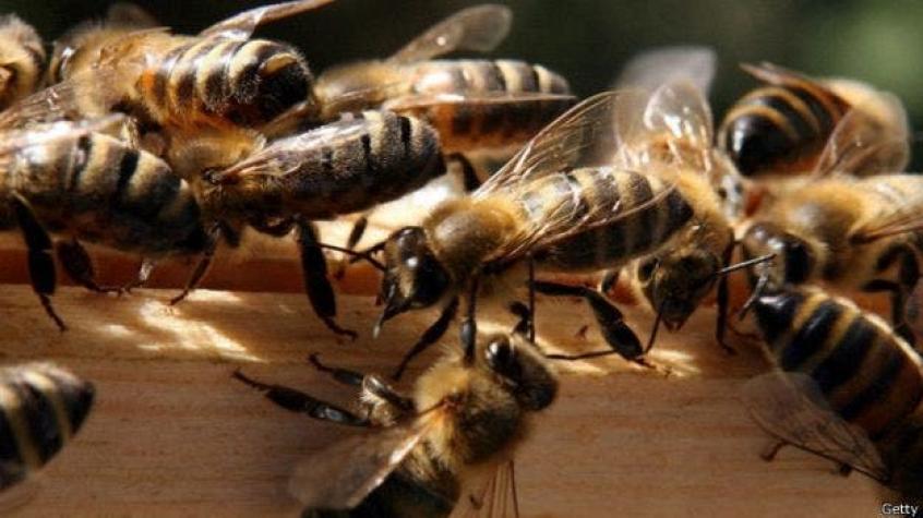 Realizan prácticas ancestrales para salvar a las abejas negras