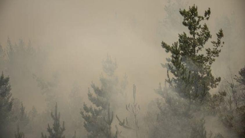 FNE denuncia ante el TDLC "cartel" de empresas de combate y extinción de incendios forestales