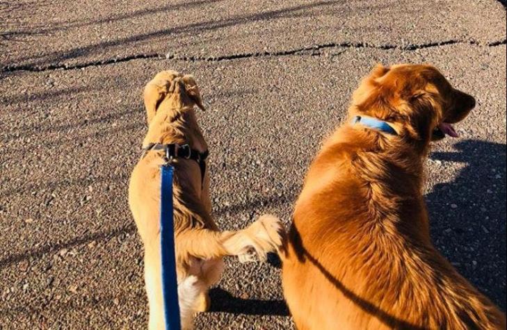 [FOTOS] Mi dulce héroe: perro recibe mordida de serpiente al defender a su dueña
