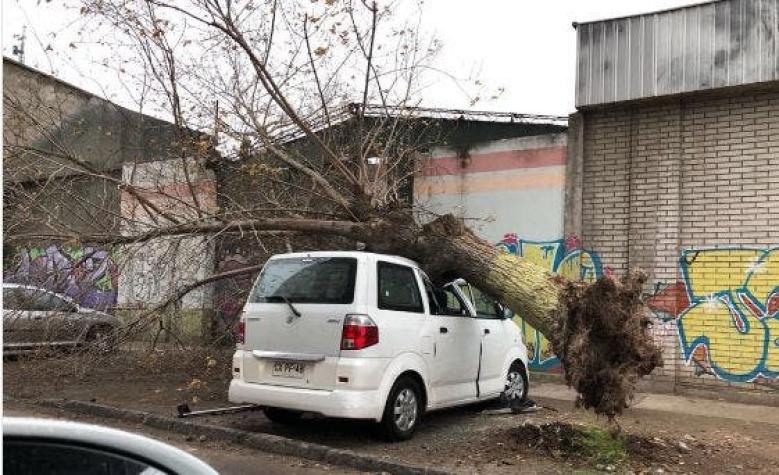 [FOTOS] Caídas de árboles han provocado las lluvias y vientos en Santiago