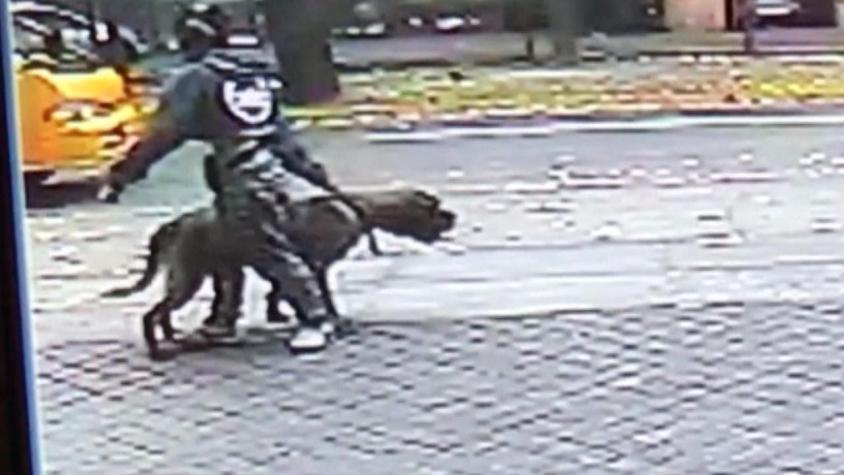 [VIDEO] Perro mató a cuatro mascotas en Las Condes