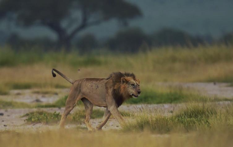 Tres cazadores son devorados por una manada de leones en Sudáfrica