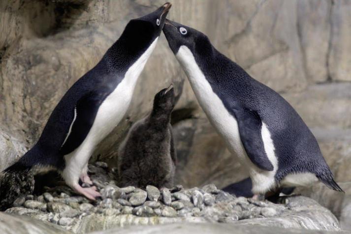 [VIDEO] ¿Por qué los pingüinos caminan "tomados de las manos"?