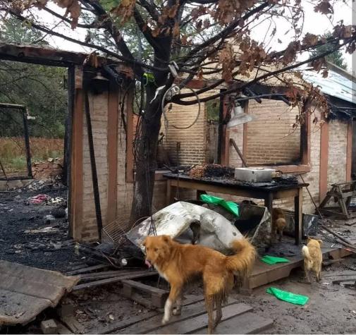 Argentina: Mueren más de 50 perros en incendio en un refugio de animales