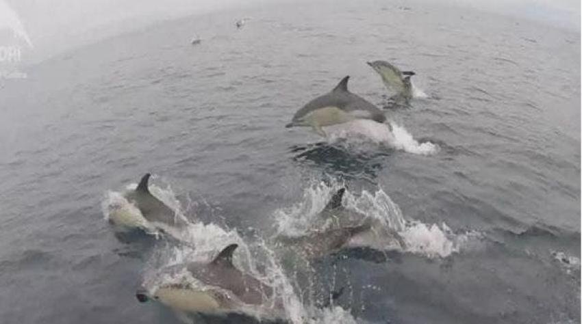 [VIDEO] El impresionante avistamiento de más de 3 mil delfines en España