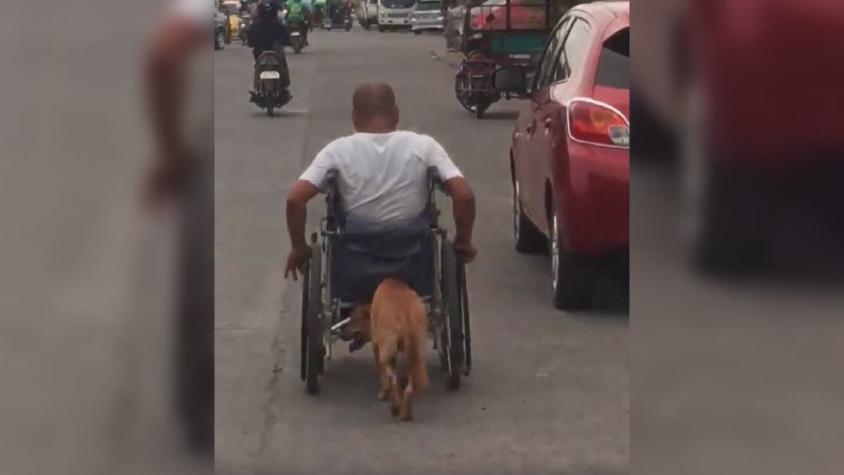 [VIDEO] Perro ayuda a su amo empujando su silla de ruedas por la calle