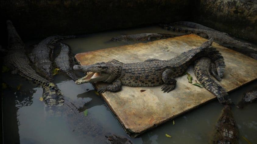 La sangrienta venganza de una aldea en Indonesia contra cocodrilos tras la muerte de un hombre