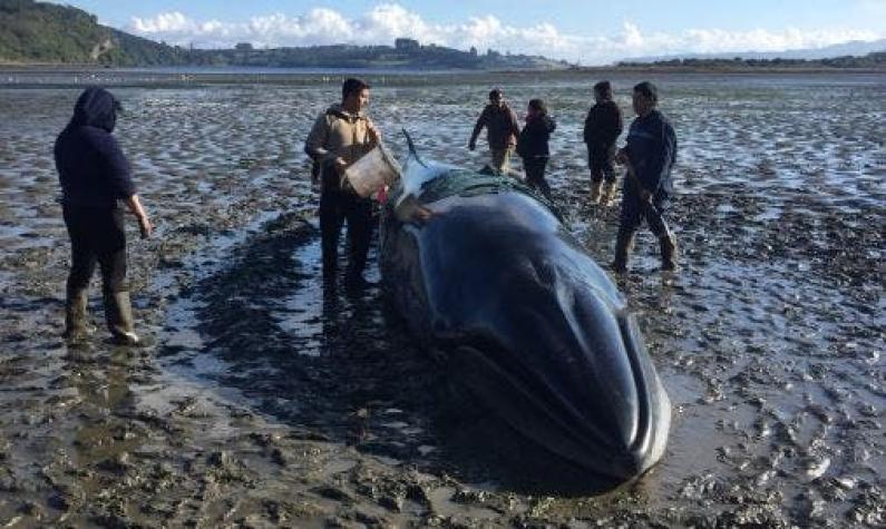 [VIDEO] Rescatan a una ballena varada en Chiloé