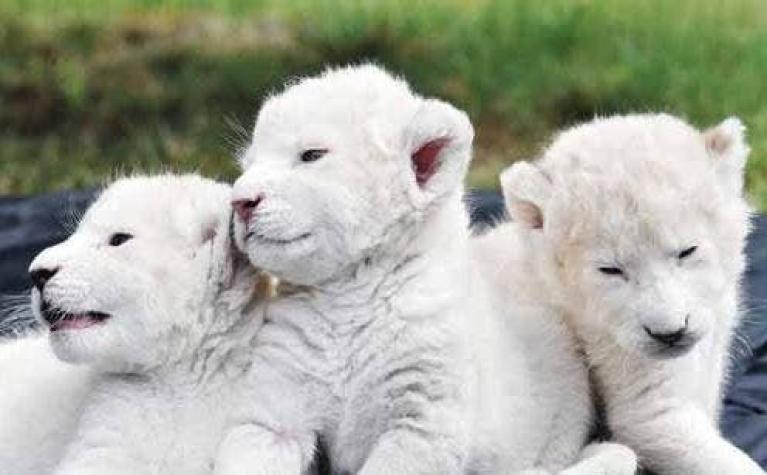 Luna, la cachorra de león blanco que ahora vive en un refugio