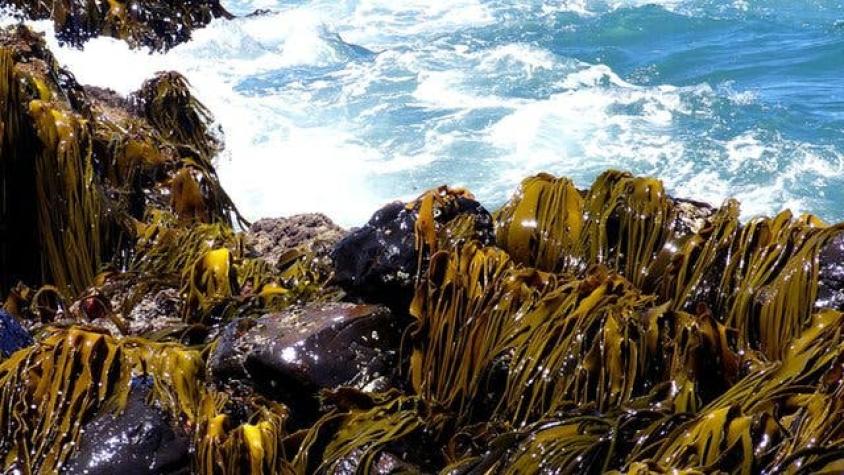 El desconcertante hallazgo de unas algas que viajaron 20.000 km hasta la Antártica