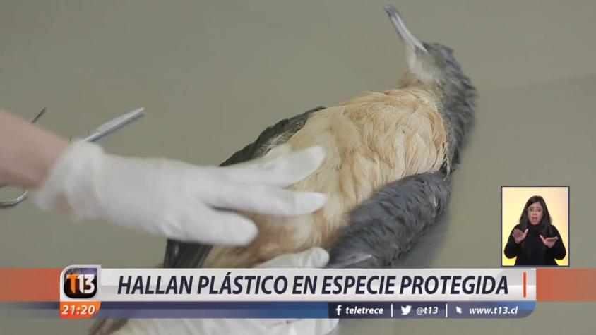[VIDEO] Hallan plástico en especie protegida