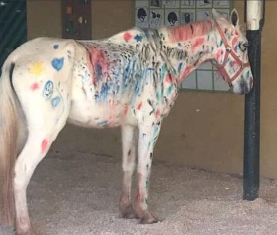 Indignación en Brasil por actividad infantil que incluyó pintar a un caballo blanco