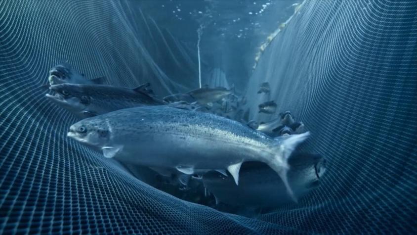 [VIDEO] Ofrecen $7.000 por salmón recuperado tras masiva fuga desde centro de cultivo