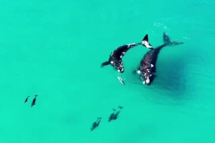 [VIDEO] La tierna escena de ballenas y delfines capturada en la costa australiana