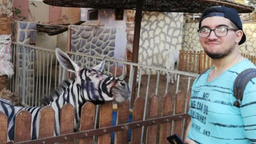 La polémica en un zoológico de Egipto al que acusan de pintar burros para hacerlos pasar por cebras
