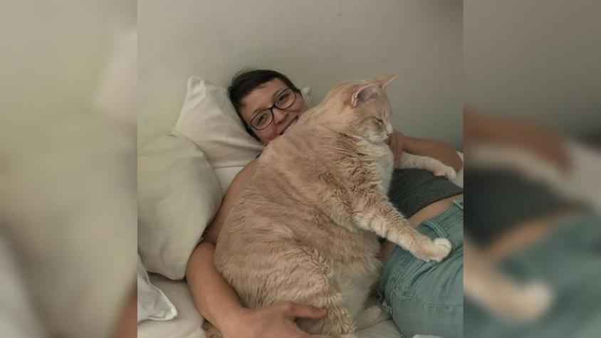 [VIDEO] "Bronson": La historia del gato obeso que busca bajar de peso