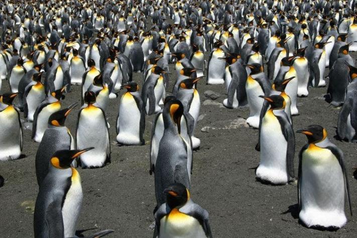 La mayor colonia de pingüinos rey disminuyó casi un 90% en 35 años