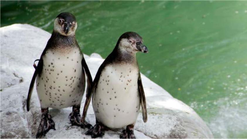[VIDEO] Pingüinos causan furor al caminar 'tomados de la mano' en una playa
