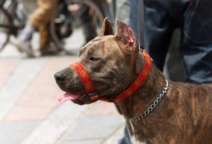 Establecen reglamento para perros de razas peligrosas y las exigencias para su tenencia